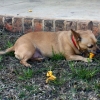 Bucci enjoying the back yard