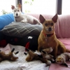 April and Bucci with her toy foxes