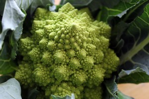 CSA Highlight: Romanesco