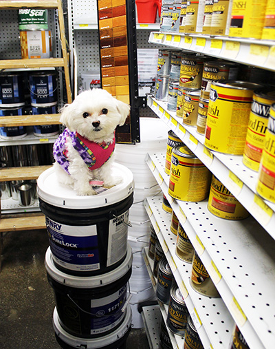 Mimi making her varnish selection at Ace Hardware