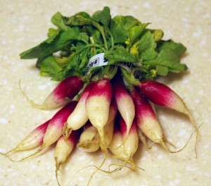 CSA Highlight: French Breakfast Radishes