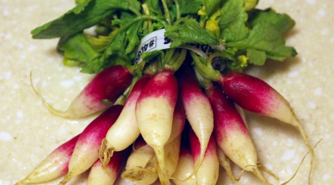 CSA Highlight: French Breakfast Radishes